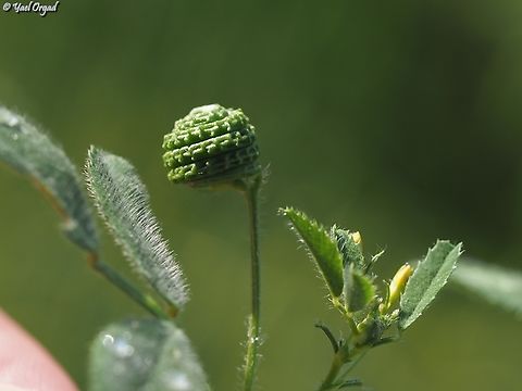 Medicago rugosa  Geotagged,Israel,Medicago rugosa