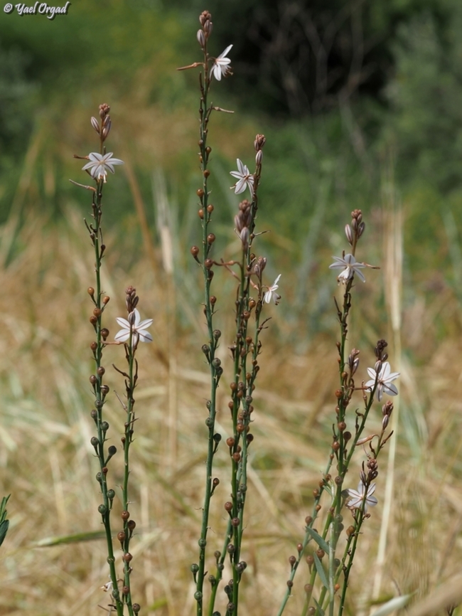 Asphodelus fistulosus  Asphodelus fistulosus,Geotagged,Israel,Onion-Leafed Asphodel