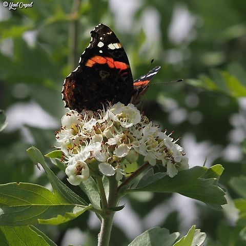 Vanessa atalanta  Geotagged,Israel,Red Admiral,Spring,Vanessa atalanta