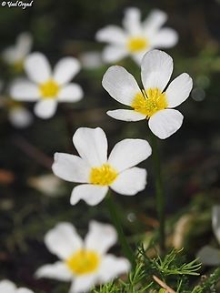 Ranunculus peltatus  Geotagged,Israel,Pond Water-Crowfoot,Ranunculus peltatus,Spring