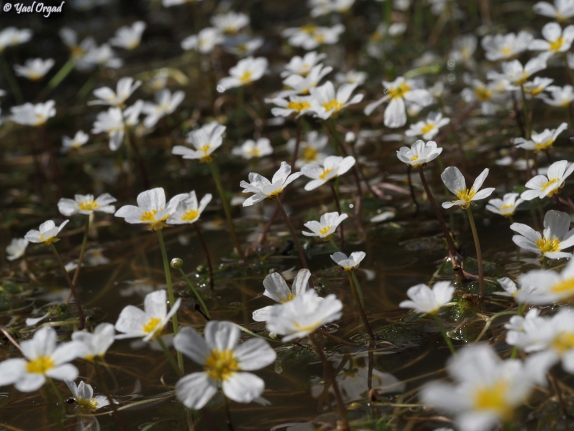 Ranunculus peltatus  Geotagged,Israel,Pond Water-Crowfoot,Ranunculus peltatus,Spring