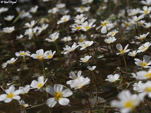Ranunculus peltatus  Geotagged,Israel,Pond Water-Crowfoot,Ranunculus peltatus,Spring