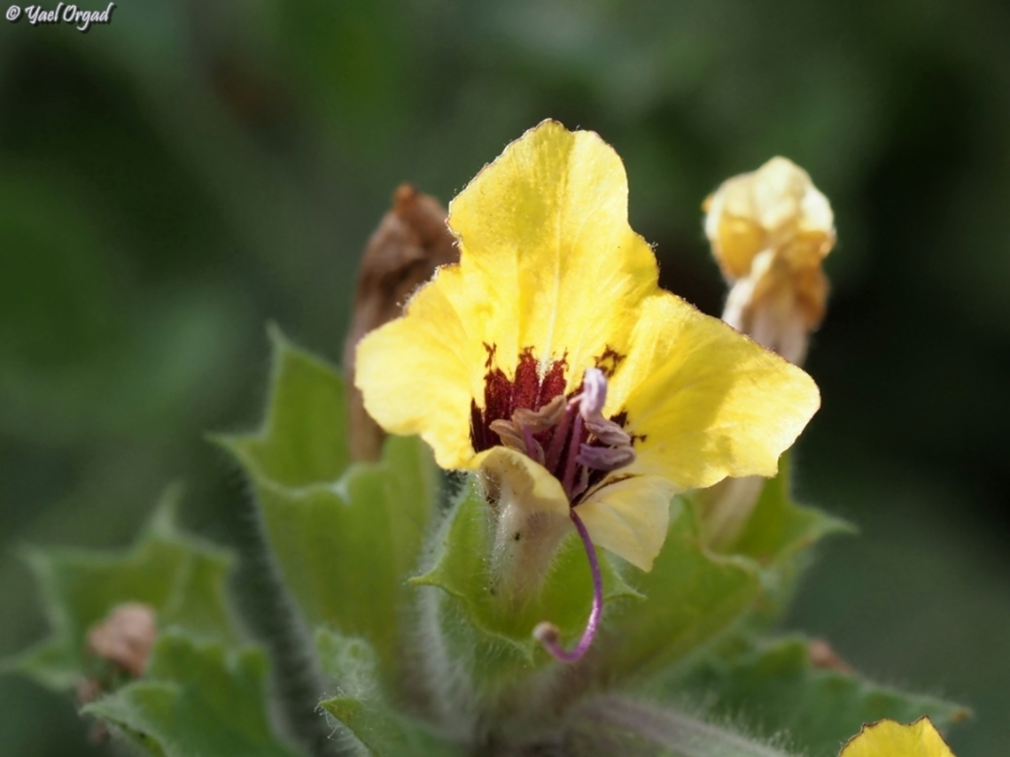 Hyoscyamus aureus  Geotagged,Hyoscyamus aureus,Israel,Spring