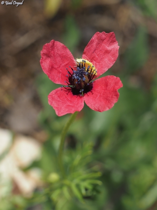 Papaver minus  Geotagged,Israel,Papaver minus,Spring