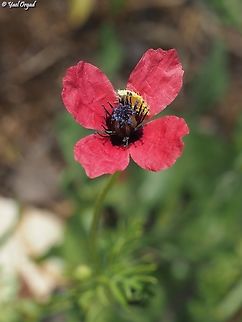 Papaver minus  Geotagged,Israel,Papaver minus,Spring
