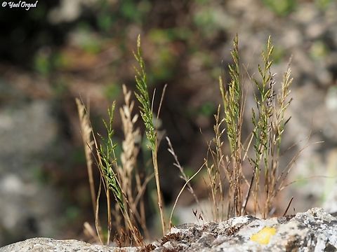 Catapodium rigidum  Catapodium rigidum,Geotagged,Israel,Spring