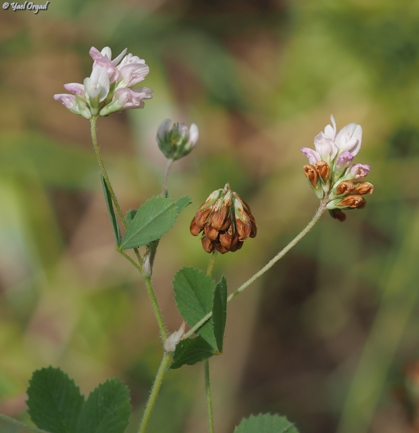 Trifolium erubescens  Blushing Clover,Geotagged,Israel,Spring,Trifolium erubescens
