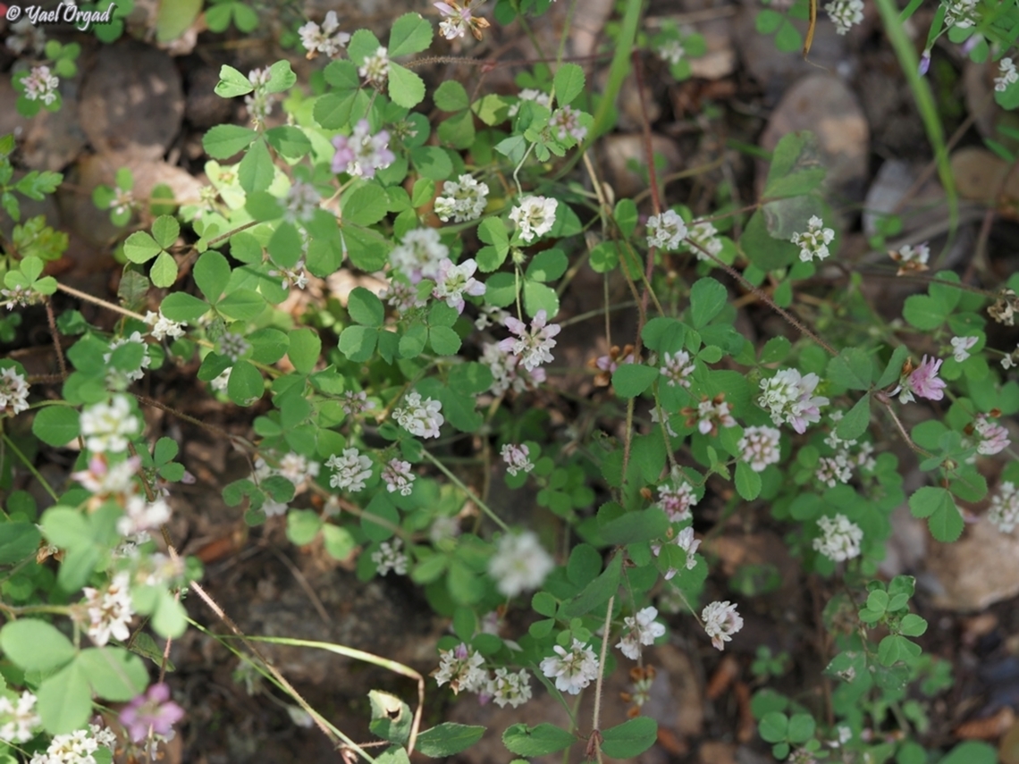 Trifolium erubescens  Blushing Clover,Geotagged,Israel,Spring,Trifolium erubescens