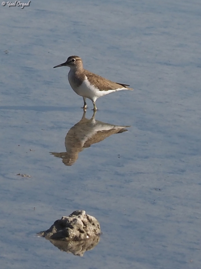 Actitis hypoleucos  Actitis hypoleucos,Common sandpiper,Geotagged,Israel,Spring