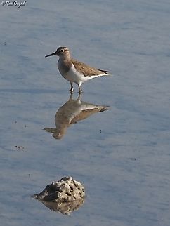 Actitis hypoleucos  Actitis hypoleucos,Common sandpiper,Geotagged,Israel,Spring