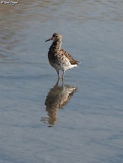 Calidris pugnax  Calidris pugnax,Geotagged,Israel,Ruff,Spring