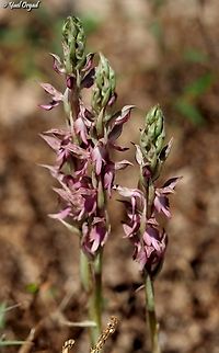 Anacamptis sancta  Anacamptis sancta,Geotagged,Israel,Spring