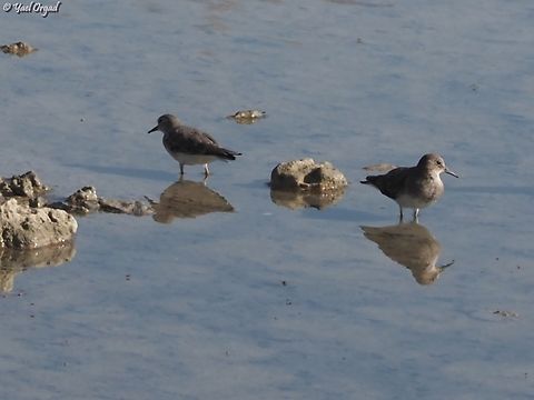 Calidris temminckii  Calidris temminckii,Geotagged,Israel,Spring,Temminck's stint