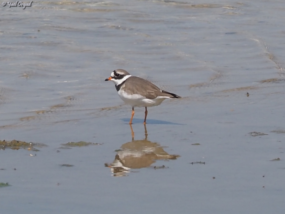 Charadrius hiaticula  Charadrius hiaticula,Common Ringed Plover,Geotagged,Israel,Spring