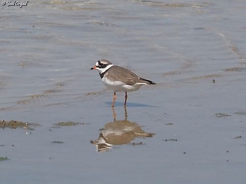 Charadrius hiaticula  Charadrius hiaticula,Common Ringed Plover,Geotagged,Israel,Spring