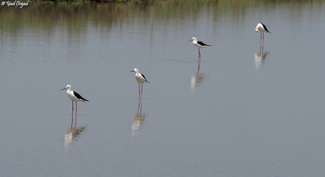 Parade  Black-winged stilt,Geotagged,Himantopus himantopus,Israel,Spring