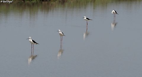 Parade  Black-winged stilt,Geotagged,Himantopus himantopus,Israel,Spring