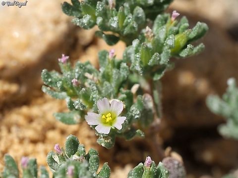 Frankenia hirsuta  Frankenia hirsuta,Geotagged,Israel,Spring