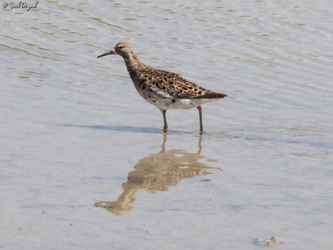 Calidris pugnax  Calidris pugnax,Geotagged,Israel,Ruff,Spring