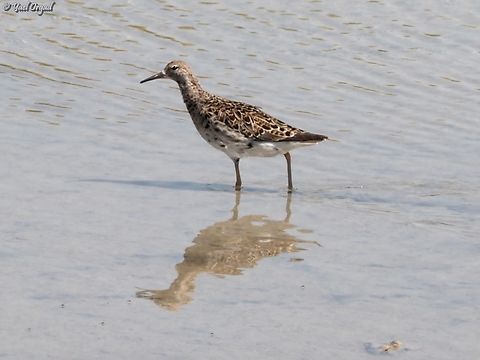 Calidris pugnax  Calidris pugnax,Geotagged,Israel,Ruff,Spring