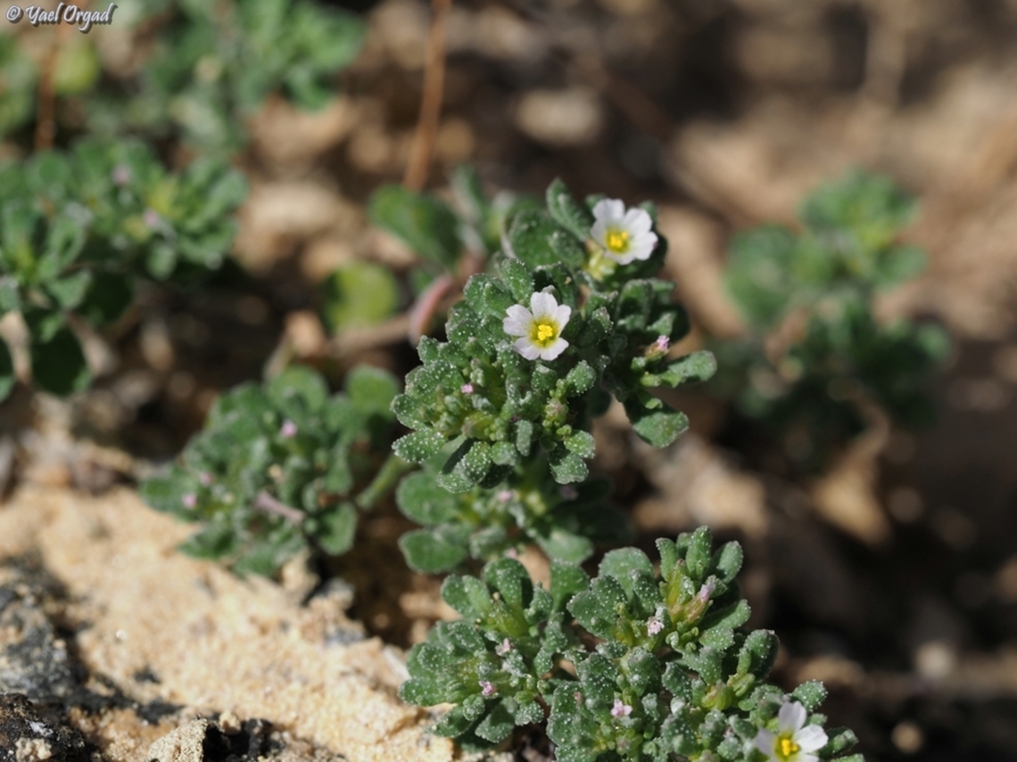 Frankenia hirsuta  Frankenia hirsuta,Geotagged,Israel,Spring