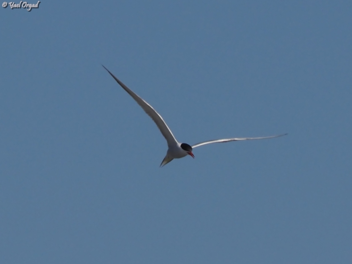 Sterna hirundo  Common tern,Geotagged,Israel,Spring,Sterna hirundo