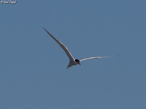 Sterna hirundo  Common tern,Geotagged,Israel,Spring,Sterna hirundo