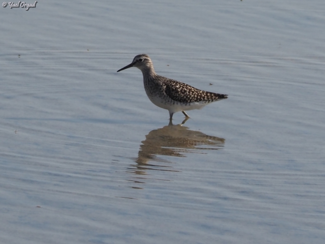 Tringa glareola  Geotagged,Israel,Spring,Tringa glareola,Wood Sandpiper