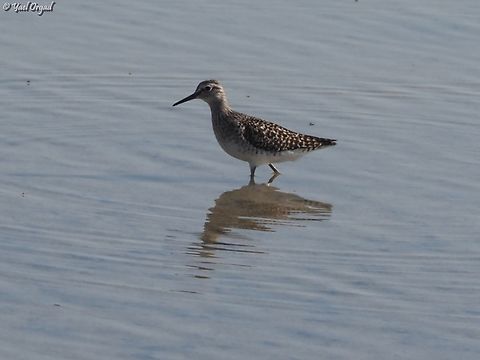 Tringa glareola  Geotagged,Israel,Spring,Tringa glareola,Wood Sandpiper