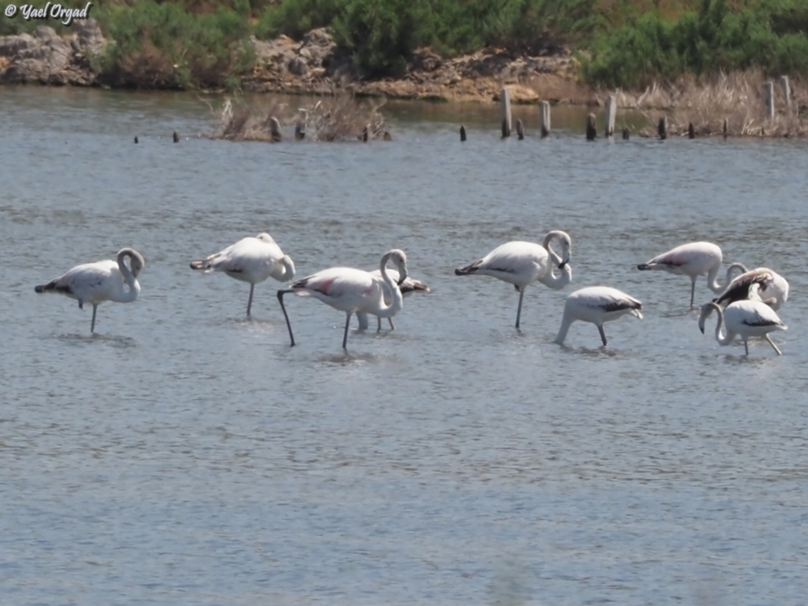 Phoenicopterus roseus  Geotagged,Greater flamingo,Israel,Phoenicopterus roseus,Spring