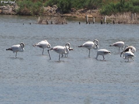 Phoenicopterus roseus  Geotagged,Greater flamingo,Israel,Phoenicopterus roseus,Spring