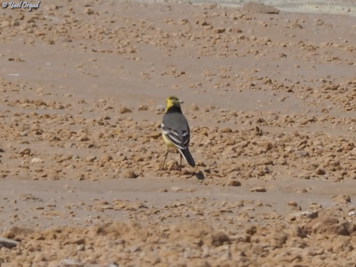 Motacilla citreola  Citrine wagtail,Geotagged,Israel,Motacilla citreola,Spring