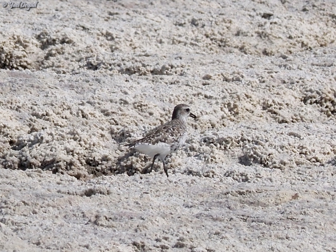 Pluvialis squatarola  Geotagged,Grey plover,Israel,Pluvialis squatarola,Spring