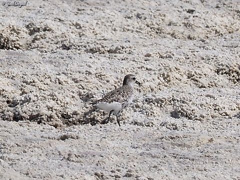 Pluvialis squatarola  Geotagged,Grey plover,Israel,Pluvialis squatarola,Spring