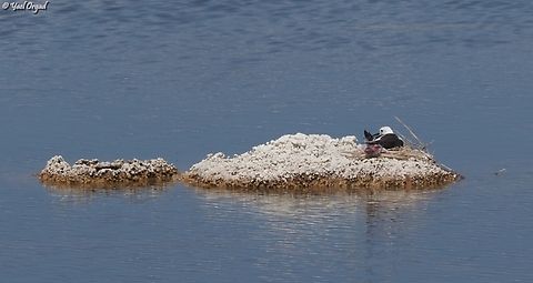 Black-Winged Stilt nesting  Black-winged stilt,Geotagged,Himantopus himantopus,Israel,Spring