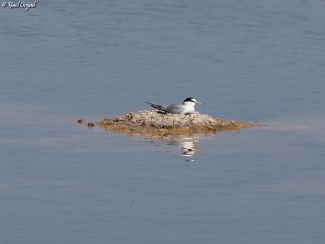 Sterna albifrons nesting very rare bird in Israel, and it only nests in very few locations Geotagged,Israel,Little tern,Spring,Sternula albifrons