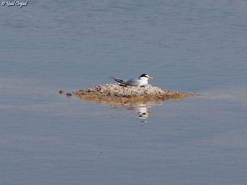 Sterna albifrons nesting very rare bird in Israel, and it only nests in very few locations Geotagged,Israel,Little tern,Spring,Sternula albifrons
