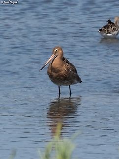 Limosa limosa  Black-tailed Godwit,Geotagged,Israel,Limosa limosa,Spring