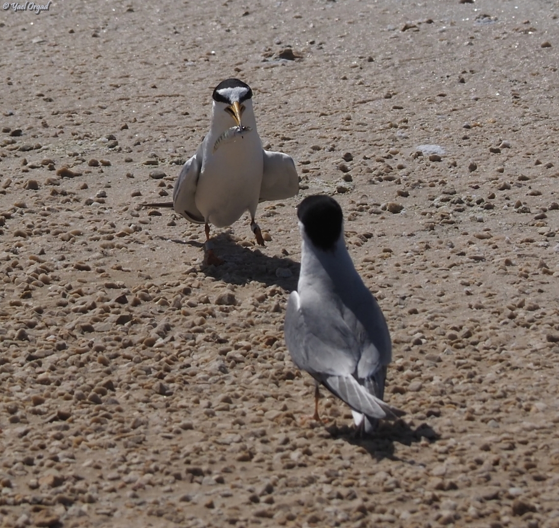 Sterna albifrons the one on the left gave the fish to the one on the right, <br />
I&#039;m not sure if it is a mother feeding a young, or a male courting a female... Geotagged,Israel,Little tern,Spring,Sternula albifrons