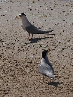 Sterna albifrons I'm not sure if it is a mother feeding a young, or a male courting a female... Geotagged,Israel,Little tern,Spring,Sternula albifrons