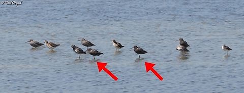 Tringa erythropus  Geotagged,Israel,Spotted redshank,Spring,Tringa erythropus