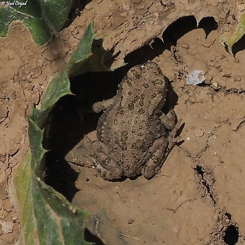 A young toad Bufotes viridis 
only about 2cm long Bufotes viridis,European green toad,Geotagged,Israel,Spring