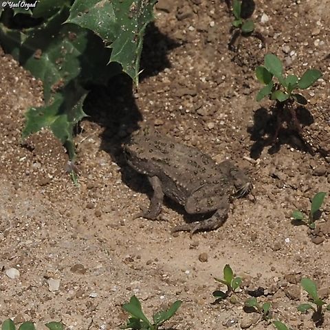 Bufotes viridis  Bufotes viridis,European green toad,Geotagged,Israel,Spring