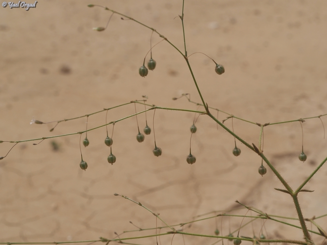 Gypsophila pilosa  Geotagged,Gypsophila pilosa,Israel,Spring