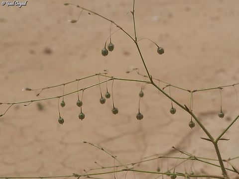 Gypsophila pilosa  Geotagged,Gypsophila pilosa,Israel,Spring