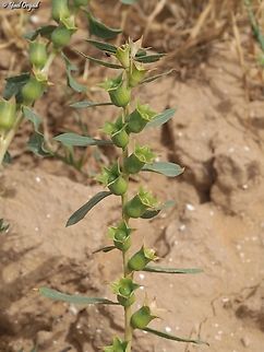 Hyoscyamus reticulatus - Fruit  Geotagged,Hyoscyamus reticulatus,Israel,Spring