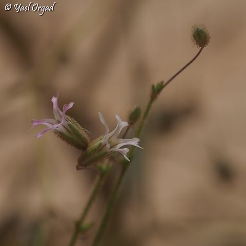 Gypsophila pilosa  Geotagged,Gypsophila pilosa,Israel,Spring