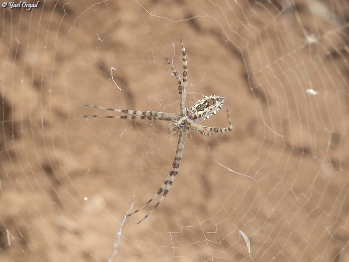 Argiope lobata  Argiope lobata,Geotagged,Israel,Lobed Argiope,Spring