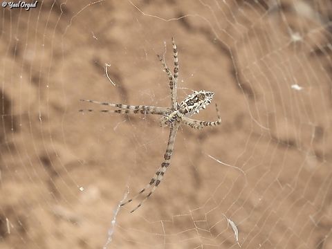 Argiope lobata  Argiope lobata,Geotagged,Israel,Lobed Argiope,Spring