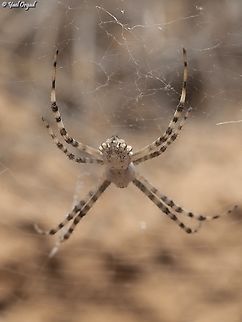 Argiope lobata  Argiope lobata,Geotagged,Israel,Lobed Argiope,Spring